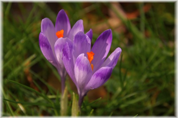 Krokus (Crocus sp)