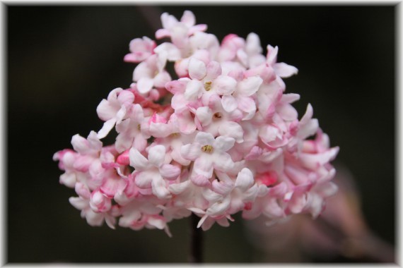 Kalina bodnantska (Viburnum ×bodnantense) 'Dawn'