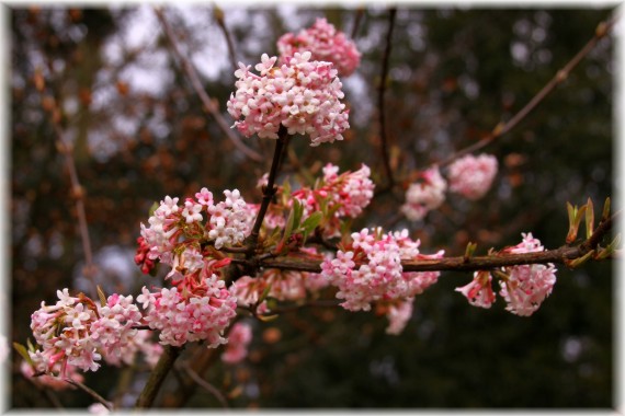 Kalina bodnantska (Viburnum ×bodnantense) 'Dawn'