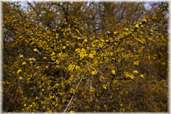 Dereń jadalny (Cornus mas)