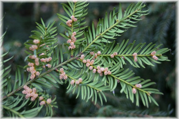 Cis pospolity (Taxus baccata)