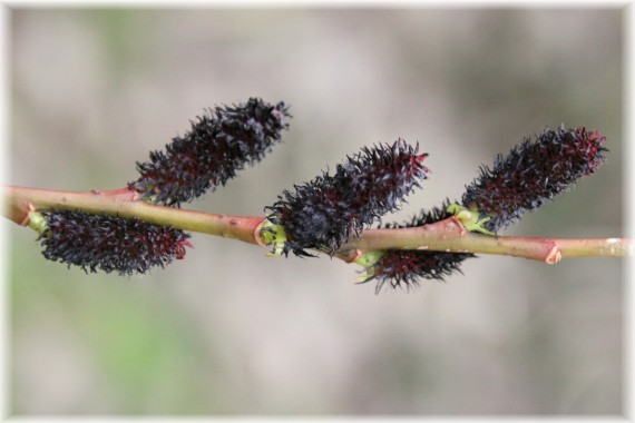 Wierzba smukłoszyjkowa (Salix gracilistyla) 'Melanostachys'