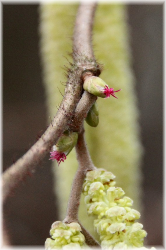 Leszczyna pospolita (Corylus avellana)