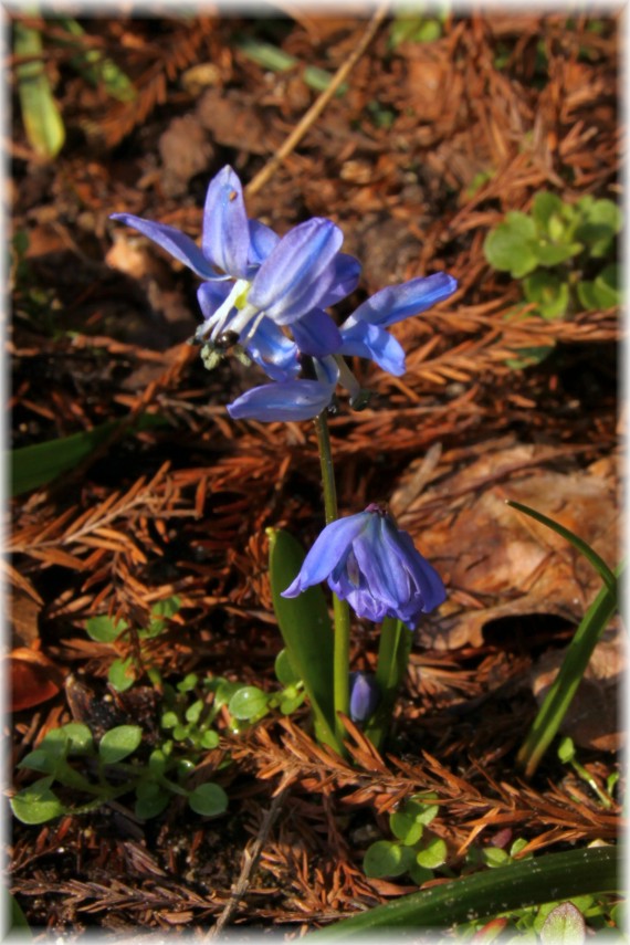 Cebulica syberyjska (Scilla siberica)