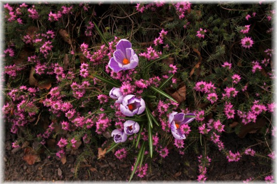 Krokusy (Crocus sp.) i wrzosiec krwisty (Erica carnea)