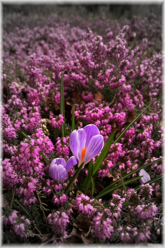 Krokusy (Crocus sp.) i wrzosiec krwisty (Erica carnea)