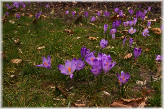 Krokusy (Crocus sp.)