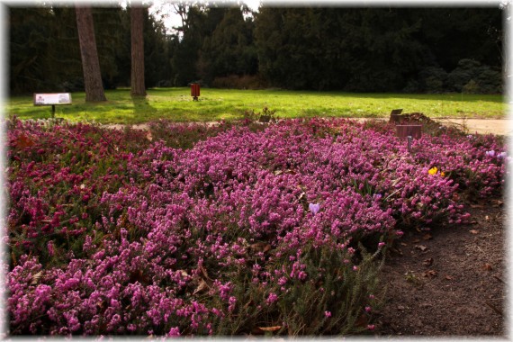 Wrzośce (Erica sp.)