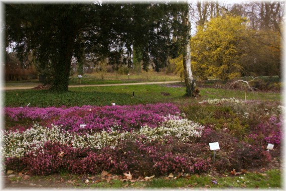 Wrzośce (Erica sp.)