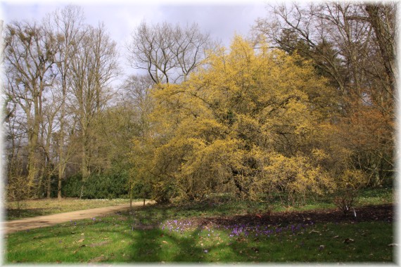 Dereń jadalny (Cornus mas)