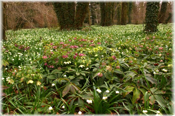 Ciemiernik (Helleborus sp.) i śnieżyca wiosenna (Leucojum vernum)