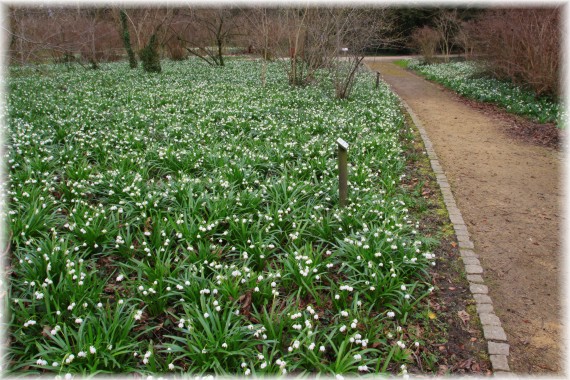 Śnieżyca wiosenna (Leucojum vernum)