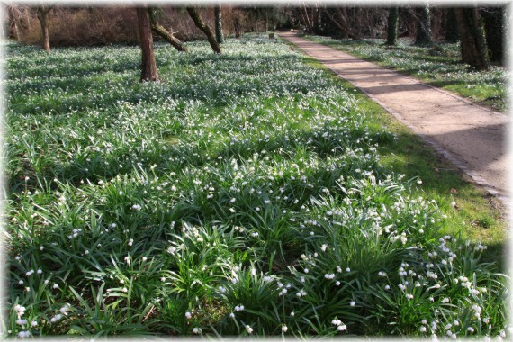 Śnieżyca wiosenna (Leucojum vernum)