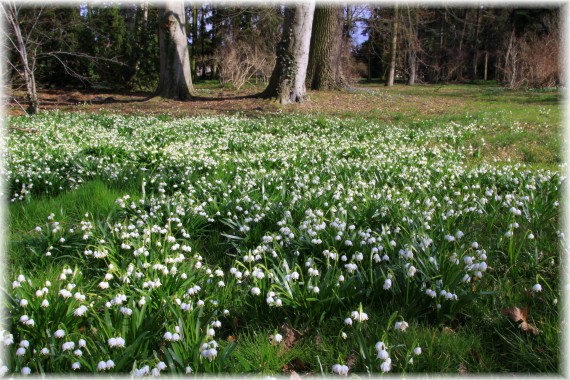 Śnieżyca wiosenna (Leucojum vernum)