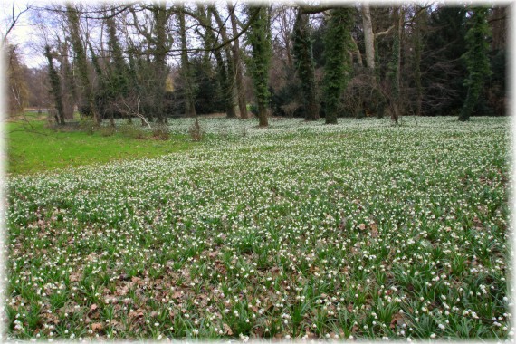 Śnieżyca wiosenna (Leucojum vernum)