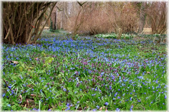 Cebulica syberyjska (Scilla siberica)