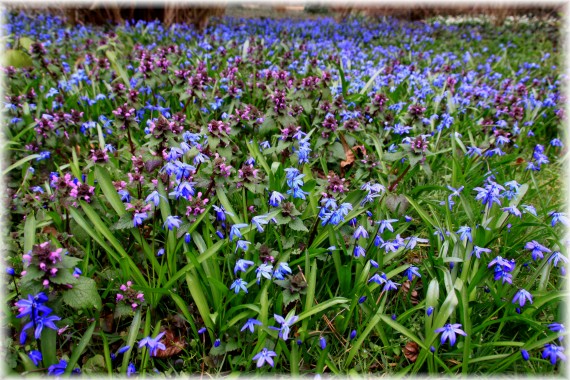 Cebulica syberyjska (Scilla siberica) i jasnota purpurowa (Lamium purpureum)