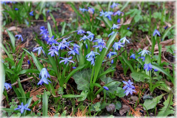 Cebulica syberyjska (Scilla siberica)