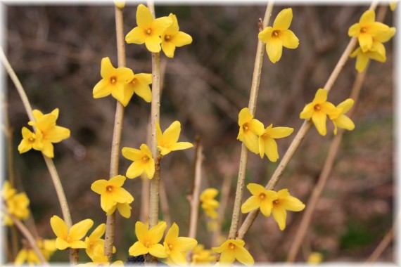 Forsycja koreańska (Forsythia ovata)