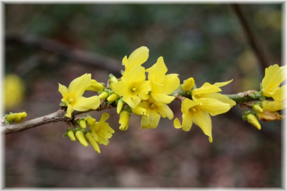 Forsycja Giralda (Forsythia giraldiana)