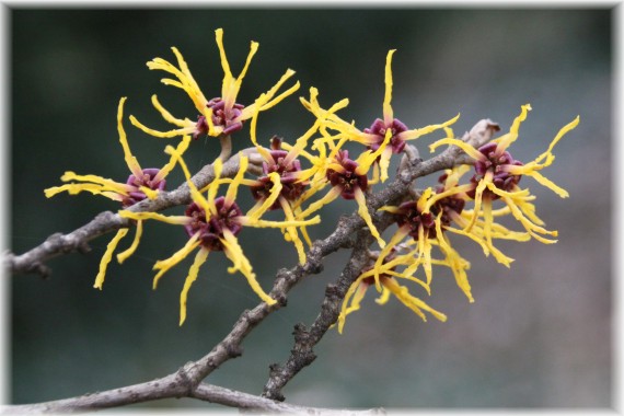 Oczar (Hamamelis sp.)