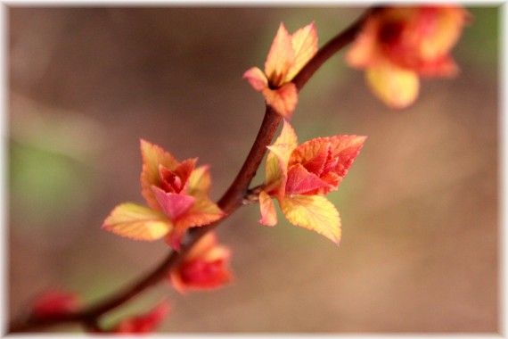 Tawuła japońska (Spiraea japonica)