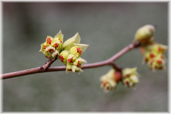 Leszczynowiec (Corylopsis sp.)