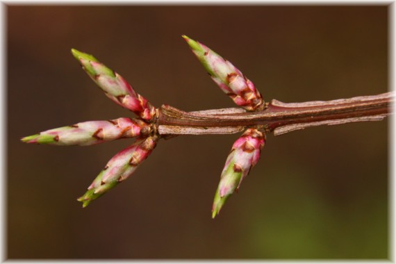 Trzmielina oskrzydlona (Euonymus alatus)