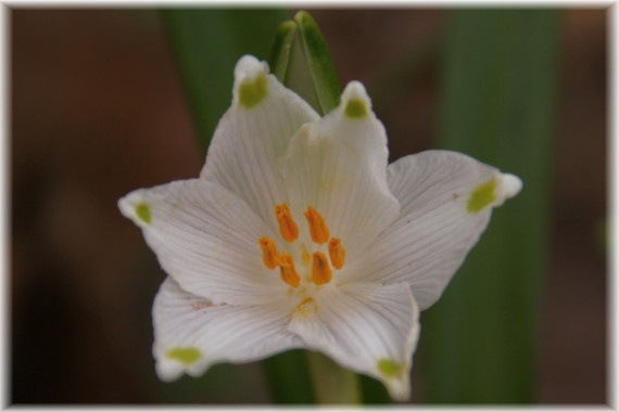 Śnieżyca wiosenna (Leucojum vernum)