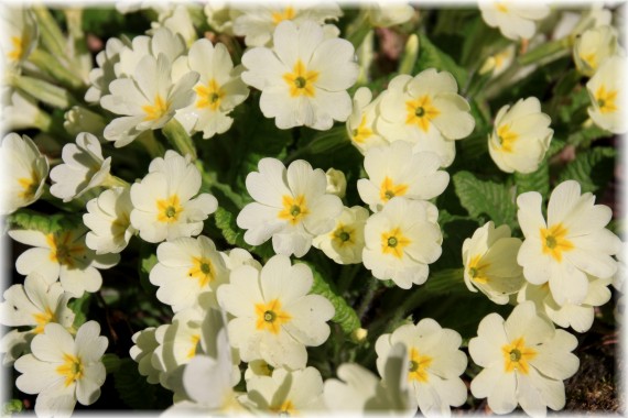 Pierwiosnek (Primula sp.)