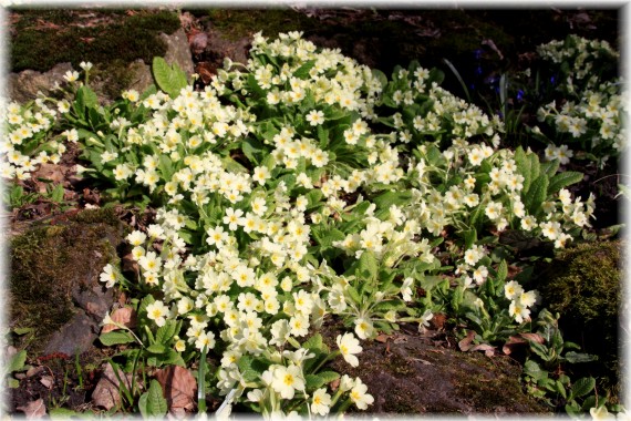 Pierwiosnek (Primula sp.)