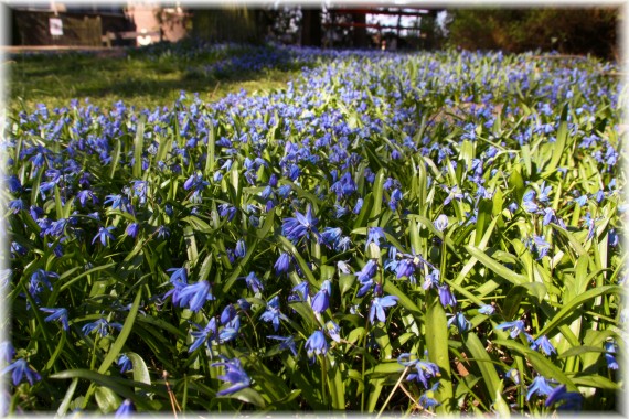 Cebulica syberyjska (Scilla siberica)