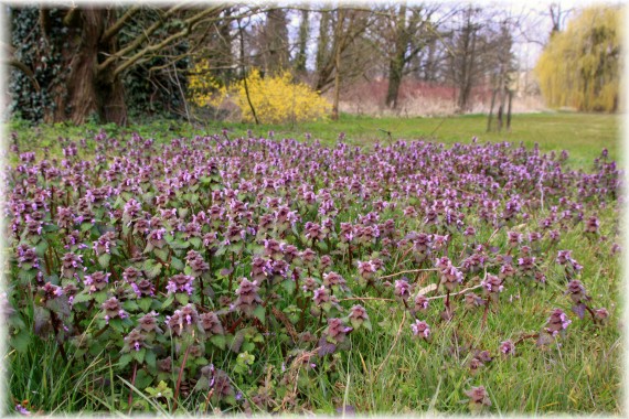 Jasnota purpurowa (Lamium purpureum)