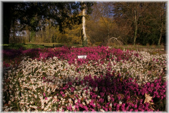 Wrzośce (Erica sp.)