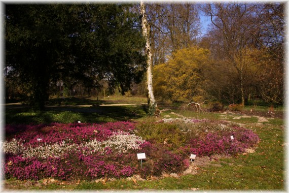 Wrzośce (Erica sp.)