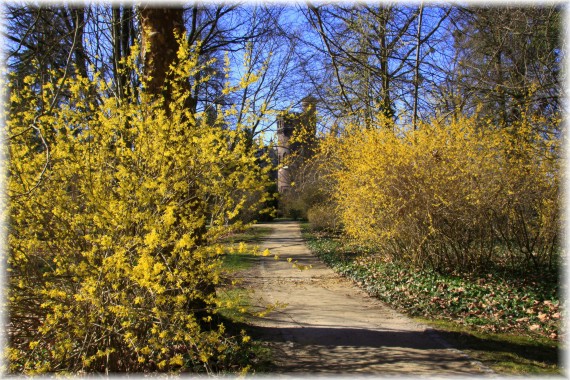 Forsycje (Forsythia sp.)