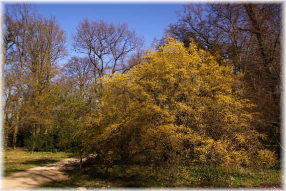 Dereń jadalny (Cornus mas)