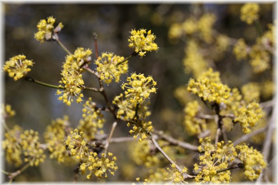 Dereń jadalny (Cornus mas)