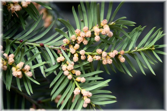 Cis pospolity (Taxus baccata)