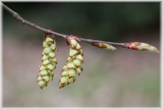 Grab pospolity (Carpinus betulus)