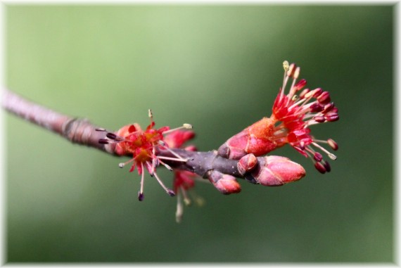 Klon czerwony (Acer rubrum)