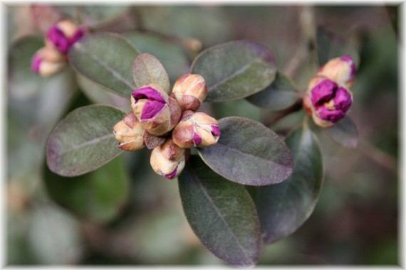 Różanecznik (Rhododendron) 'PJ Mezitt'