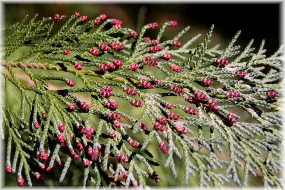 Cyprysik Lawsona (Chamaecyparis lawsoniana)