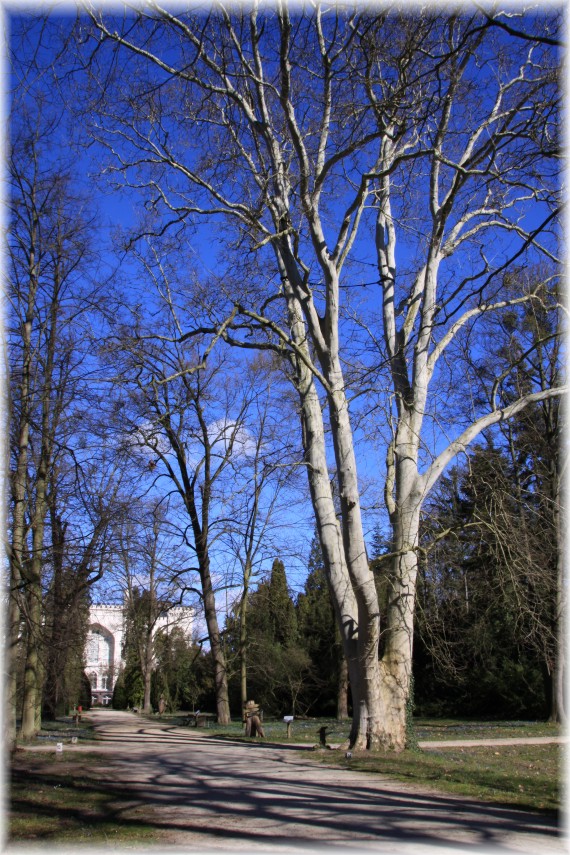 Platan klonolistny (Platanus ×hispanica)