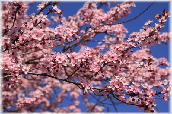 Śliwa wiśniowa (Prunus cerasifera) 'Pissardii'