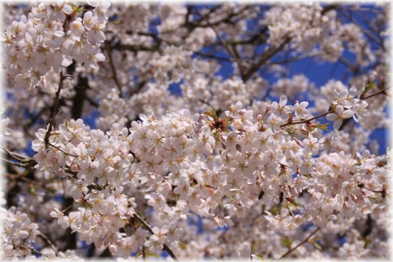 Wiśnia jedońska (Prunus ×yedoensis)