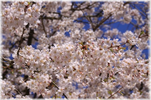 Wiśnia jedońska (Prunus ×yedoensis)