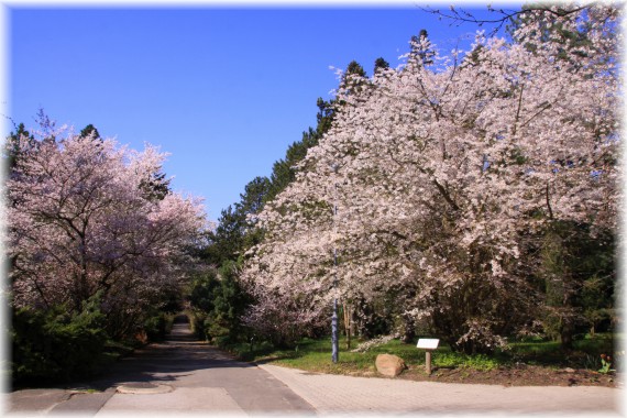 Wiśnie (Prunus)