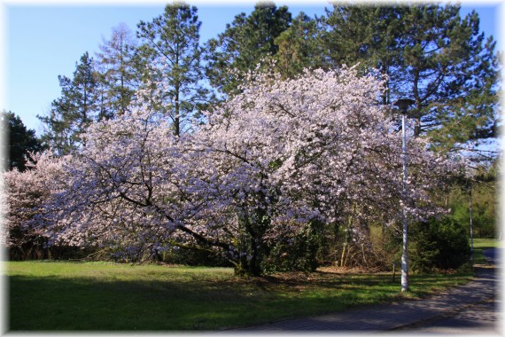 Wiśnia Hilliera (Prunus ×hillieri)