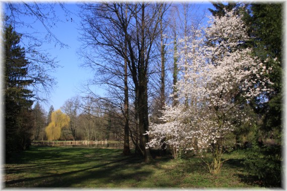 Wiśnia wczesna (Prunus incisa)